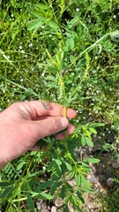 Melilotus albus image