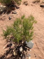 Brickellia longifolia