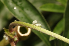 Macrosiphum albifrons