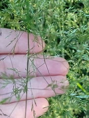 Poeae