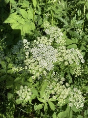 Aegopodium podagraria