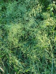 Poeae