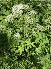 Aegopodium podagraria