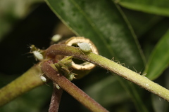 Macrosiphum albifrons