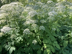 Aegopodium podagraria