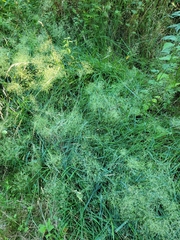 Poeae