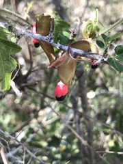 Pithecellobium circinale