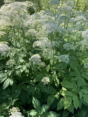 Aegopodium podagraria