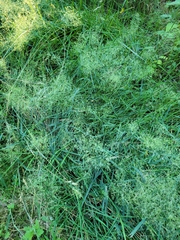 Poeae