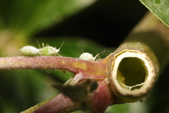 Macrosiphum albifrons