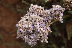 Limonium nydeggeri