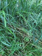 Poeae