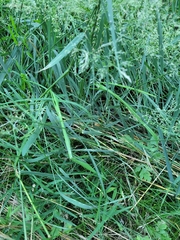 Poeae