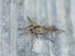 Neoepitriptus setosulus