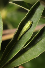 Macrosiphum albifrons