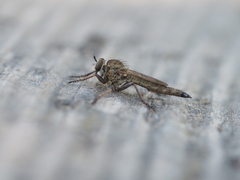 Neoepitriptus setosulus