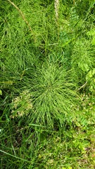 Equisetum sylvaticum image