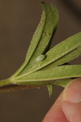 Macrosiphum albifrons
