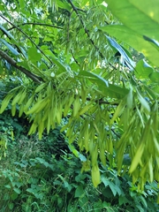 Fraxinus