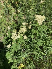 Filipendula ulmaria