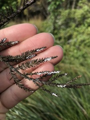 Paraferrisia podocarpi