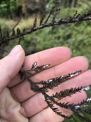 Paraferrisia podocarpi