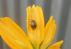 Agroiconota propinqua
