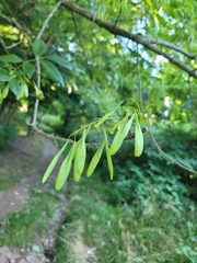Fraxinus