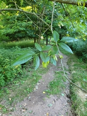 Fraxinus