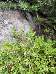 Vaccinium myrtillus