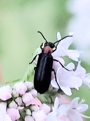 Nemognatha nemorensis