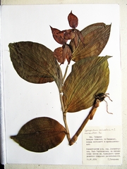 Cypripedium calceolus