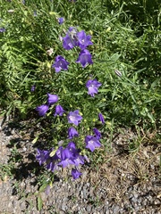 Campanula rotundifolia