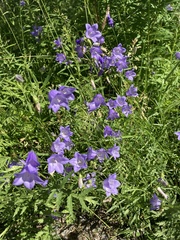 Campanula rotundifolia