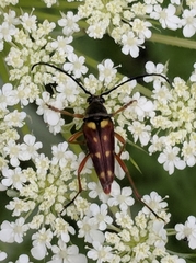 Typocerus