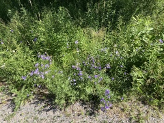 Campanula rotundifolia