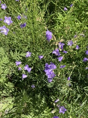 Campanula rotundifolia