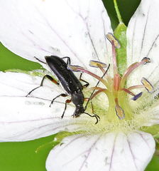 Grammoptera subargentata