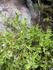 Vaccinium myrtillus