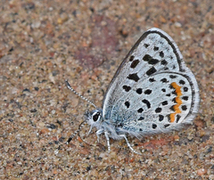 Euphilotes ancilla