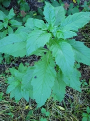 Erechtites hieraciifolius