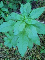 Erechtites hieraciifolius