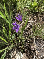 Campanula parryi