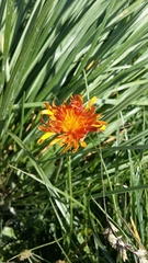 Crepis aurea