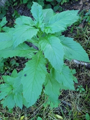 Erechtites hieraciifolius