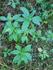 Erechtites hieraciifolius