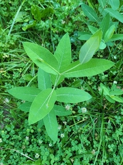 Apocynum cannabinum