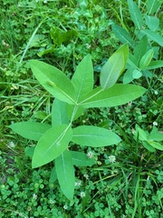 Apocynum cannabinum
