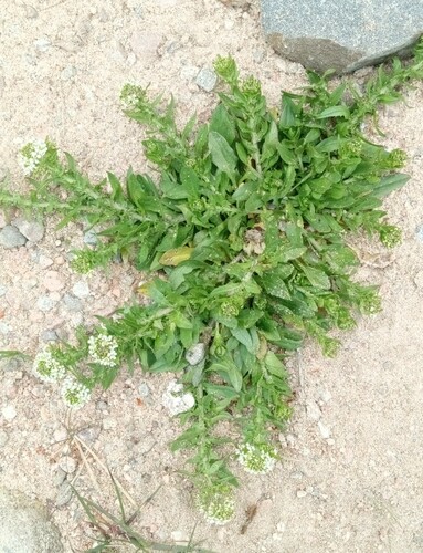 Purpleanther field pepperweed (Lepidium heterophyllum)