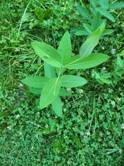 Apocynum cannabinum
